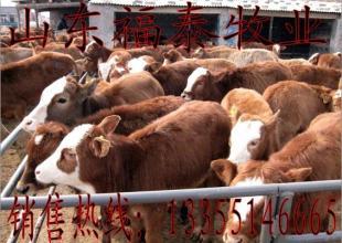 江西養(yǎng)肉牛的利潤與黃牛養(yǎng)殖效益分析